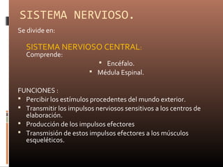 SISTEMA NERVIOSO.
Se divide en:
SISTEMA NERVIOSO CENTRAL:
Comprende:
 Encéfalo.
 Médula Espinal.
FUNCIONES :
 Percibir los estímulos procedentes del mundo exterior.
 Transmitir los impulsos nerviosos sensitivos a los centros de
elaboración.
 Producción de los impulsos efectores
 Transmisión de estos impulsos efectores a los músculos
esqueléticos.
 