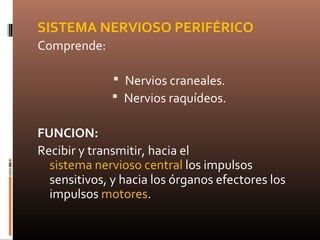 SISTEMA NERVIOSO PERIFÉRICO
Comprende:
 Nervios craneales.
 Nervios raquídeos.
FUNCION:
Recibir y transmitir, hacia el
sistema nervioso central los impulsos
sensitivos, y hacia los órganos efectores los
impulsos motores.
 
