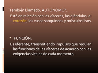 También Llamado, AUTÓNOMO".
Está en relación con las vísceras, las glándulas, el
corazón, los vasos sanguíneos y músculos lisos.
 FUNCIÓN:
Es eferente, transmitiendo impulsos que regulan
las funciones de las vísceras de acuerdo con las
exigencias vitales de cada momento.
 