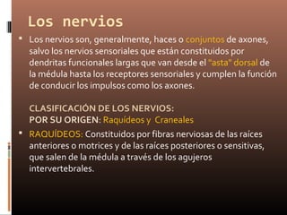 Los nervios
 Los nervios son, generalmente, haces o conjuntos de axones,
salvo los nervios sensoriales que están constituidos por
dendritas funcionales largas que van desde el "asta" dorsal de
la médula hasta los receptores sensoriales y cumplen la función
de conducir los impulsos como los axones.
CLASIFICACIÓN DE LOS NERVIOS:
POR SU ORIGEN: Raquídeos y Craneales
 RAQUÍDEOS: Constituidos por fibras nerviosas de las raíces
anteriores o motrices y de las raíces posteriores o sensitivas,
que salen de la médula a través de los agujeros
intervertebrales.
 