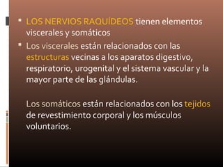  LOS NERVIOS RAQUÍDEOS tienen elementos
viscerales y somáticos
 Los viscerales están relacionados con las
estructuras vecinas a los aparatos digestivo,
respiratorio, urogenital y el sistema vascular y la
mayor parte de las glándulas.
Los somáticos están relacionados con los tejidos
de revestimiento corporal y los músculos
voluntarios.
 