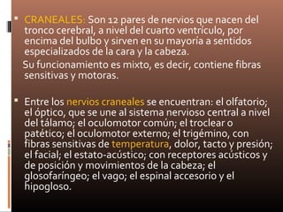  CRANEALES: Son 12 pares de nervios que nacen del
tronco cerebral, a nivel del cuarto ventrículo, por
encima del bulbo y sirven en su mayoría a sentidos
especializados de la cara y la cabeza.
Su funcionamiento es mixto, es decir, contiene fibras
sensitivas y motoras.
 Entre los nervios craneales se encuentran: el olfatorio;
el óptico, que se une al sistema nervioso central a nivel
del tálamo; el oculomotor común; el troclear o
patético; el oculomotor externo; el trigémino, con
fibras sensitivas de temperatura, dolor, tacto y presión;
el facial; el estato-acústico; con receptores acústicos y
de posición y movimientos de la cabeza; el
glosofaríngeo; el vago; el espinal accesorio y el
hipogloso.
 