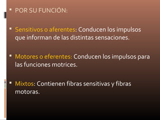  POR SU FUNCIÓN:
 Sensitivos o aferentes: Conducen los impulsos
que informan de las distintas sensaciones.
 Motores o eferentes: Conducen los impulsos para
las funciones motrices.
 Mixtos: Contienen fibras sensitivas y fibras
motoras.
 