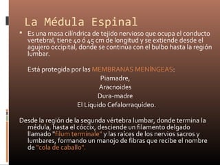 La Médula Espinal
 Es una masa cilíndrica de tejido nervioso que ocupa el conducto
vertebral, tiene 40 ó 45 cm de longitud y se extiende desde el
agujero occipital, donde se continúa con el bulbo hasta la región
lumbar.
Está protegida por las MEMBRANAS MENÍNGEAS:
Piamadre,
Aracnoides
Dura-madre
El Líquido Cefalorraquídeo.
Desde la región de la segunda vértebra lumbar, donde termina la
médula, hasta el cóccix, desciende un filamento delgado
llamado "filum terminale" y las raíces de los nervios sacros y
lumbares, formando un manojo de fibras que recibe el nombre
de "cola de caballo".
 