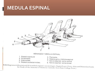 MEDULA ESPINAL
 
