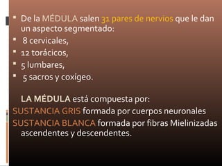  De la MÉDULA salen 31 pares de nervios que le dan
un aspecto segmentado:
 8 cervicales,
 12 torácicos,
 5 lumbares,
 5 sacros y coxígeo.
LA MÉDULA está compuesta por:
SUSTANCIA GRIS formada por cuerpos neuronales
SUSTANCIA BLANCA formada por fibras Mielinizadas
ascendentes y descendentes.
 