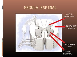 MEDULA ESPINAL
SUSTANCIA
BLANCA
SUSTANCIA
GRIS
ASTAS
SENSITIVAS
ASTAS
MOTORAS
 