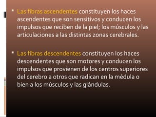  Las fibras ascendentes constituyen los haces
ascendentes que son sensitivos y conducen los
impulsos que reciben de la piel; los músculos y las
articulaciones a las distintas zonas cerebrales.
 Las fibras descendentes constituyen los haces
descendentes que son motores y conducen los
impulsos que provienen de los centros superiores
del cerebro a otros que radican en la médula o
bien a los músculos y las glándulas.
 