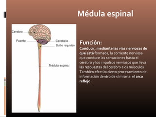 Médula espinal
Función:
Conducir, mediante las vías nerviosas de
que está formada, la corriente nerviosa
que conduce las sensaciones hasta el
cerebro y los impulsos nerviosos que lleva
las respuestas del cerebro a os músculos
También efectúa cierto procesamiento de
información dentro de sí misma: el arco
reflejo
 