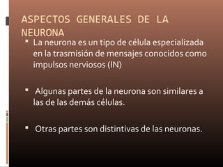 ASPECTOS GENERALES DE LA
NEURONA
 La neurona es un tipo de célula especializada
en la trasmisión de mensajes conocidos como
impulsos nerviosos (IN)
 Algunas partes de la neurona son similares a
las de las demás células.
 Otras partes son distintivas de las neuronas.
 