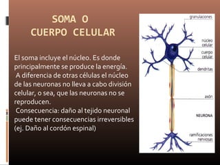 SOMA O
CUERPO CELULAR
El soma incluye el núcleo. Es donde
principalmente se produce la energía.
A diferencia de otras células el núcleo
de las neuronas no lleva a cabo división
celular, o sea, que las neuronas no se
reproducen.
Consecuencia: daño al tejido neuronal
puede tener consecuencias irreversibles
(ej. Daño al cordón espinal)
 