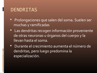 DENDRITAS
 Prolongaciones que salen del soma. Suelen ser
muchas y ramificadas
 Las dendritas recogen información proveniente
de otras neuronas u órganos del cuerpo y la
llevan hasta el soma.
 Durante el crecimiento aumenta el número de
dendritas, pero luego predomina la
especialización.
 