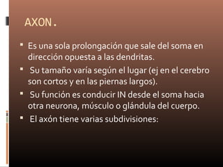AXON.
 Es una sola prolongación que sale del soma en
dirección opuesta a las dendritas.
 Su tamaño varía según el lugar (ej en el cerebro
son cortos y en las piernas largos).
 Su función es conducir IN desde el soma hacia
otra neurona, músculo o glándula del cuerpo.
 El axón tiene varias subdivisiones:
 