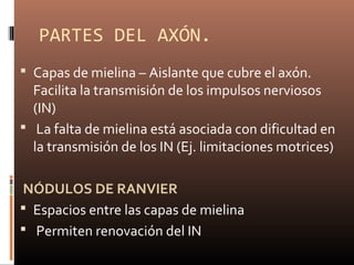 PARTES DEL AXÓN.
 Capas de mielina – Aislante que cubre el axón.
Facilita la transmisión de los impulsos nerviosos
(IN)
 La falta de mielina está asociada con dificultad en
la transmisión de los IN (Ej. limitaciones motrices)
NÓDULOS DE RANVIER
 Espacios entre las capas de mielina
 Permiten renovación del IN
 