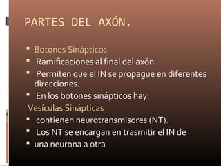 PARTES DEL AXÓN.
 Botones Sinápticos
 Ramificaciones al final del axón
 Permiten que el IN se propague en diferentes
direcciones.
 En los botones sinápticos hay:
Vesículas Sinápticas
 contienen neurotransmisores (NT).
 Los NT se encargan en trasmitir el IN de
 una neurona a otra
 