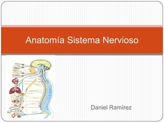 Anatomía Sistema Nervioso




              Daniel Ramírez
 
