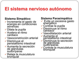 Anatomía sistema nervioso