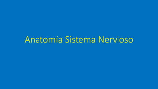 Anatomía Sistema Nervioso
 