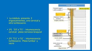 Anatomía SN generalidades.pptx