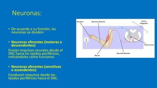 Anatomía SN generalidades.pptx