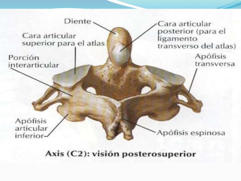 Atlas Vertebra Superior
