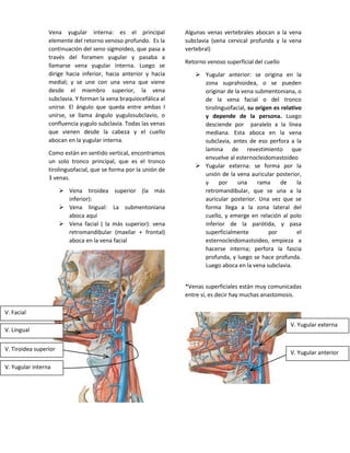 Vena yugular interna: es el principal
elemente del retorno venoso profundo. Es la
continuación del seno sigmoideo, que pasa a
través del foramen yugular y pasaba a
llamarse vena yugular interna. Luego se
dirige hacia inferior, hacia anterior y hacia
medial; y se une con una vena que viene
desde el miembro superior, la vena
subclavia. Y forman la vena braquiocefálica al
unirse. El ángulo que queda entre ambas l
unirse, se llama ángulo yugulosubclavio, o
confluencia yugulo subclavia. Todas las venas
que vienen desde la cabeza y el cuello
abocan en la yugular interna.
Como están en sentido vertical, encontramos
un solo tronco principal, que es el tronco
tirolinguofacial, que se forma por la unión de
3 venas.
 Vena tiroidea superior (la más
inferior):
 Vena lingual: La submentoniana
aboca aquí
 Vena facial ( la más superior): vena
retromandibular (maxilar + frontal)
aboca en la vena facial
Algunas venas vertebrales abocan a la vena
subclavia (vena cervical profunda y la vena
vertebral)
Retorno venoso superficial del cuello
 Yugular anterior: se origina en la
zona suprahioidea, o se pueden
originar de la vena submentoniana, o
de la vena facial o del tronco
tirolinguofacial, su origen es relativo
y depende de la persona. Luego
desciende por paralelo a la línea
mediana. Esta aboca en la vena
subclavia, antes de eso perfora a la
lamina de revestimiento que
envuelve al esternocleidomastoideo
 Yugular externa: se forma por la
unión de la vena auricular posterior,
y por una rama de la
retromandibular, que se una a la
auricular posterior. Una vez que se
forma llega a la zona lateral del
cuello, y emerge en relación al polo
inferior de la parótida, y pasa
superficialmente por el
esternocleidomastoideo, empieza a
hacerse interna; perfora la fascia
profunda, y luego se hace profunda.
Luego aboca en la vena subclavia.
*Venas superficiales están muy comunicadas
entre sí, es decir hay muchas anastomosis.
V. Facial
V. Lingual
V. Tiroidea superior
V. Yugular interna
V. Yugular externa
V. Yugular anterior
 