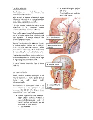 Linfáticos del cuello
Sist. linfático: vasos y nodos linfáticos, ambos
superficiales o profundos.
Aquí se habla de drenaje (no tiene un origen
en común, comienza en un ligar y termina en
otro), no de circulación (es un ciclo).
Los vasos y nodos superficiales drenan en los
profundos; y los profundos forman
colectores linfáticos o troncos linfáticos.
En el cuello hay un tronco linfático principal,
que es el tronco yugular ( hay uno derecho y
uno izquierdo. Los nodos linfáticos van
acompañando a las venas.
Cuando troncos subclavios y yugular forman
el colector principal llamado DUCTO linfático,
y una vez que esto está formado, recibe
otros troncos del cuerpo. Este ducto linfático
drena en el ángulo yugulosubclavio derecho.
En el abdomen se forma un tronco linfático
principal llamado ducto torácico el cual llega
al ángulo yugulo subclavio izquierdo.
el tronco yugular izquierdo, llega al ducto
torácico
Inervación del cuello
Plexo= unión de los ramos anteriores de los
nervios espinales. Se llama plexo porque
forma una red, todos están
intercomunicados
Plexo cervical: se forma por la unión de los
ramos anteriores de los 4 primeros nervios
cervicales (C1, C2, C3, C4). Origina ramos
superficiales y ramos profundos
 Ramos superficiales: son sensitivos.
Sobre la fascia profunda. Posterior al
esternocleidomastoideo, está el
Punto nervioso del cuello, que es
donde nacen estos nervios
 Ascendentes
 N. Auricular magno: pegado
a la oreja
 N. occipital menor: posterior
a auricular magno
N. occipital menor
N. Auricular Magno
o mayor
N. occipital menor
N. Auricular Magno
o mayor
 