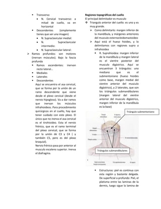  Transverso
 N. Cervical transverso: a
mitad de cuello, va en
horizontal
 Descendentes (simplemente
tienes que ver una imagen)
 N. Supraclavicular medial:
 N. Supraclavicular
intermedio:
 N. Supraclavicular lateral:
 Ramos profundos: son motores
(inervan músculos). Bajo la fascia
profunda
 Ramos ascendentes: inervan
recto lateral…
 Mediales
 Laterales
 Descendentes
Aquí se encuentra el asa cervical,
que se forma por la unión de un
ramo descendente que viene
desde el plexo cervical (desde el
nervio hipogloso). Va a dar ramos
que inervan los músculos
infrahioideos. Para procedimiento
quirúrgicos en el cuello, hay que
tener cuidado con este plexo. El
único que no inerva el asa cervical
es el tirohioideo. Esta el nervio
frénico, que es el ramo terminal
del plexo cervical, que se forma
por la unión de C3 y C4 ( y
también C5, pero es del plexo
braquial).
Nervio frénico pasa por anterior al
musculo escaleno superior. Inerva
el diafragma.
Regiones topográficas del cuello
El principal delimitador es musculo
 Triangulo anterior del cuello: es uno y es
muy grande.
 Como delimitarlo: margen inferior de
la mandíbula, y márgenes anteriores
del musculo esternocleidomastoideo
 Aquí está el hueso hioides, y lo
delimitamos con regiones supra a
infrahioidea
 R. Suprahioidea: margen inferior
de la mandíbula y margen lateral
es el vientre posterior del
musculo digástrico. Aquí se
encuentran 3 triángulos: uno
mediano que es el
submentoniano (hueso hioides
como base, margen medial del
vientre anterior del musculo
digástrico), y 2 laterales, que son
los triángulos submandibulares
(margen lateral del vientre
anterior del musculo digástrico,
margen inferior de la mandíbula
es la base)
 Estructuras: piel es continua con
esta región y bastante delgada.
De superficial a profundo: Piel, el
platisma entre las laminas de la
dermis, luego sigue la lamina de
Triángulo submentoniano
Triángulos submandibulares
 
