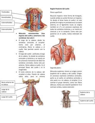  Músculos retroviscerales (tras
órganos del cuello y anteriores a las
vertebras). Son solo 3
 El largo de la cabeza: desde las
vertebras cervicales al occipital.
Como esta por anterior, al
contraerse, flecta la cabeza y el
cuello. Nos permite asentir con la
cabeza
 El largo del cuello: profundo al largo
de la cabeza. Va desde las vertebras
cervicales y torácicas y se inserta en
los procesos transversos de SOLO las
vertebras cervicales. Como esta por
anterior, flecta cabeza y cuello. Es el
principal flexor del cuello ( el SI
exagerado)
 El recto anterior de la cabeza: del
occipital al atlas. Flexión de cabeza
sobre atlas, pero es mínima
Región Posterior del cuello
Plano superficial:
Musculo trapecio: tiene forma de triangulo,
cuando ambos se juntan forman un trapecio.
Va desde el tórax hasta el cuello ( el más
grande) Se origina en protuberancia occipital
externa, en el ligamento nucal, se origina
también en c7 y en procesos espinosos de
todas las vertebras torácicas, y se inserta en
clavícula y en la escapula. Como esta por
posterior en el cuello, realiza extensión de
cuello
Segundo plano:
Músculos esplenios: tienen un origen común
(esplenio de la cabeza y del cuello). Origen
en procesos espinosos vertebras cervicales;
parte va al cuello, en vertebras cervicales y
otra parte va a la cabeza, al occipital. Si se
contrae el grupo derecho, como son fibras
oblicuas, realiza una rotación ipsilateral. Si se
contraen ambos, realizo extensión
Esternohioideo
Homohioideo
Esternohioideo
Tirohioideo
Recto anterior de
la cabeza
Largo de la
cabeza
Largo del cuello
Esplenio de la
cabeza
Esplenio del cuello
 