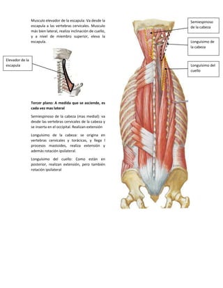 Musculo elevador de la escapula: Va desde la
escapula a las vertebras cervicales. Musculo
más bien lateral, realiza inclinación de cuello,
y a nivel de miembro superior, eleva la
escapula.
Tercer plano: A medida que se asciende, es
cada vez mas lateral
Semiespinoso de la cabeza (mas medial): va
desde las vertebras cervicales de la cabeza y
se inserta en el occipital. Realizan extensión
Longuísimo de la cabeza: se origina en
vertebras cervicales y torácicas, y llega l
procesos mastoides, realiza extensión y
además rotación ipsilateral.
Longuísimo del cuello: Como están en
posterior, realizan extensión, pero también
rotación ipsilateral
Elevador de la
escapula
Semiespinoso
de la cabeza
Longuísimo del
cuello
Longuísimo de
la cabeza
 
