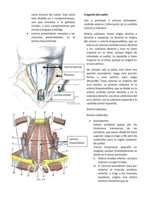 vaina visceral del cuello. Esta vaina
está dividida en 2 compartimientos,
una que envuelve a la glándula
tiroides, y otro compartimento que
revista a tráquea y esófago
 Lamina prevertebral: envuelve a los
músculos prevertebrales, es la
lamina más profunda
Irrigación del cuello:
Van a participar 2 arterias principales:
carótida externa ( bifurcación de la carótida
común) y subclavia
Arteria subclavia: tienen origen distinto a
derecha e izquierda. La derecha se origina
del tronco o arteria braquiocefálica, que se
bifurca en arterias carótida común derecha
y art. subclavia derecha ( esta no tiene
trayecto en el tórax, porque llegan de
inmediato al cuello). La izquierda si tiene
trayecto en el tórax, porque se origina en
el arco aórtico.
De corazón sale la aorta, esta tiene una
porción ascendente, luego esta porción
forma u arco aórtico, para luego
descender. Estas arterias se originan del
arco aórtico. La primera colateral es la
arteria braquiocefálica, que se divide en la
arteria carótida común derecha y en la
subclavia derecha. Las otras colaterales del
arco aórtico, son la subclavia izquierda y la
carótida común izquierda.
Arteria subclavia:
Ramas colaterales
 Ascendentes:
Arteria vertebral (pasan por los
forámenes transversos de las
vertebras, que pasan desde C6 hacia
superior. Llega a irrigar a SN, pero da
colaterales para la región posterior
de cuello)
Tronco tirocervical: pequeño en
longitud, porque inmediatamente se
divide en 4 ramas terminales:
i) Arteria tiroidea inferior: va hacia
anterior a irrigar tiroides
ii) A. Cervical ascendente: pasa por
anterior al musculo escaleno
anterior, e irriga a los músculos
escalenos, origina una arteria
cervical transversa que se
Lamina laminar
Platisma
Lamina areolar
Lamina
Prevertebral
 
