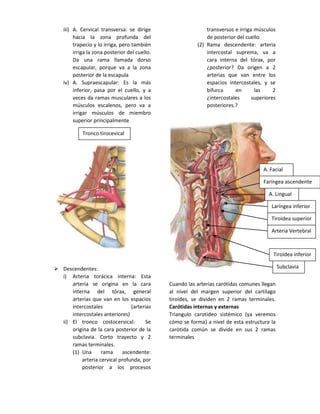 iii) A. Cervical transversa: se dirige
hacia la zona profunda del
trapecio y lo irriga, pero también
irriga la zona posterior del cuello.
Da una rama llamada dorso
escapular, porque va a la zona
posterior de la escapula
iv) A. Supraescapular: Es la más
inferior, pasa por el cuello, y a
veces da ramas musculares a los
músculos escalenos, pero va a
irrigar músculos de miembro
superior principalmente
 Descendentes:
i) Arteria torácica interna: Esta
arteria se origina en la cara
interna del tórax, general
arterias que van en los espacios
intercostales (arterias
intercostales anteriores)
ii) El tronco costocervical: Se
origina de la cara posterior de la
subclavia. Corto trayecto y 2
ramas terminales.
(1) Una rama ascendente:
arteria cervical profunda, por
posterior a los procesos
transversos e irriga músculos
de posterior del cuello
(2) Rama descendente: arteria
intercostal suprema, va a
cara interna del tórax, por
¿posterior? Da origen a 2
arterias que van entre los
espacios intercostales, y se
bifurca en las 2
¿intercostales superiores
posteriores.?
Cuando las arterias carótidas comunes llegan
al nivel del margen superior del cartílago
tiroides, se dividen en 2 ramas terminales.
Carótidas internas y externas
Triangulo carotideo sistémico (ya veremos
cómo se forma) a nivel de esta estructura la
carótida común se divide en sus 2 ramas
terminales
Subclavia
Tiroidea inferior
Arteria Vertebral
Tiroidea superior
Laríngea inferior
Tronco tirocevical
Faríngea ascendente
A. Lingual
A. Facial
 