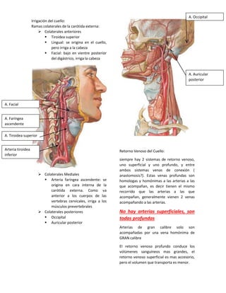 Irrigación del cuello:
Ramas colaterales de la carótida externa:
 Colaterales anteriores
 Tiroidea superior
 Lingual: se origina en el cuello,
pero irriga a la cabeza
 Facial: bajo en vientre posterior
del digástrico, irriga la cabeza
 Colaterales Mediales
 Arteria faríngea ascendente: se
origina en cara interna de la
carótida externa. Como va
anterior a los cuerpos de las
vertebras cervicales, irriga a los
músculos prevertebrales
 Colaterales posteriores
 Occipital
 Auricular posterior
Retorno Venoso del Cuello:
siempre hay 2 sistemas de retorno venoso,
uno superficial y uno profundo, y entre
ambos sistemas venas de conexión (
anastomosis?). Estas venas profundas son
homologas y homónimas a las arterias a las
que acompañan, es decir tienen el mismo
recorrido que las arterias a las que
acompañan, generalmente vienen 2 venas
acompañando a las arterias.
No hay arterias superficiales, son
todas profundas
Arterias de gran calibre solo son
acompañadas por una vena homónima de
GRAN calibre
El retorno venoso profundo conduce los
volúmenes sanguíneos mas grandes, el
retorno venoso superficial es mas accesorio,
pero el volumen que transporta es menor.
A. Faríngea
ascendente
A. Tiroidea superior
Arteria tiroidea
inferior
A. Facial
A. Occipital
A. Auricular
posterior
 