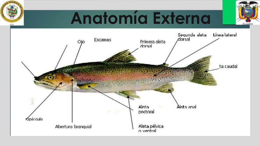 Anatomía Trucha y Tilapia
