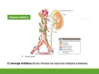 Anatomia urologica PPT Descarga Gratuita