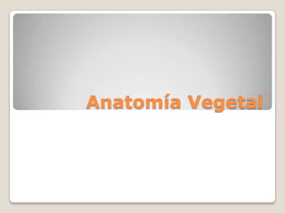 Anatomía Vegetal
 