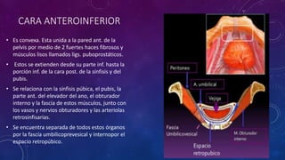 CARA ANTEROINFERIOR
• Es convexa. Esta unida a la pared ant. de la
pelvis por medio de 2 fuertes haces fibrosos y
músculos lisos llamados ligs. puboprostáticos.
• Estos se extienden desde su parte inf. hasta la
porción inf. de la cara post. de la sínfisis y del
pubis.
• Se relaciona con la sínfisis púbica, el pubis, la
parte ant. del elevador del ano, el obturador
interno y la fascia de estos músculos, junto con
los vasos y nervios obturadores y las arteriolas
retrosinfisarias.
• Se encuentra separada de todos estos órganos
por la fascía umbilicoprevesical y internopor el
espacio retropúbico.
 