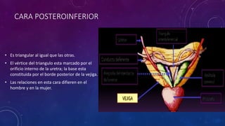 CARA POSTEROINFERIOR
• Es triangular al igual que las otras.
• El vértice del triangulo esta marcado por el
orificio interno de la uretra; la base esta
constituida por el borde posterior de la vejiga.
• Las relaciones en esta cara difieren en el
hombre y en la mujer.
 