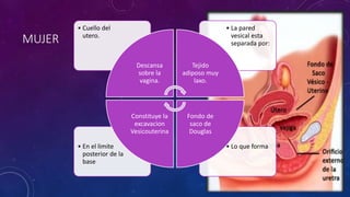 MUJER
• Lo que forma
• En el limite
posterior de la
base
• La pared
vesical esta
separada por:
• Cuello del
utero.
Descansa
sobre la
vagina.
Tejido
adiposo muy
laxo.
Fondo de
saco de
Douglas
Constituye la
excavacion
Vesicouterina
 