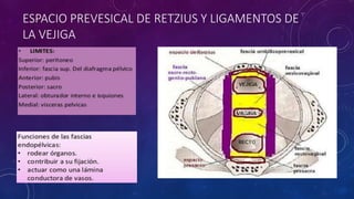 ESPACIO PREVESICAL DE RETZIUS Y LIGAMENTOS DE
LA VEJIGA
 