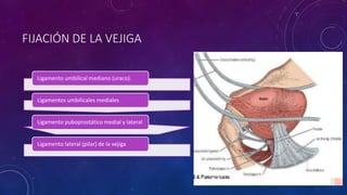FIJACIÓN DE LA VEJIGA
Ligamento umbilical mediano (uraco).
Ligamentos umbilicales mediales
Ligamento puboprostático medial y lateral
Ligamento lateral (pilar) de la vejiga
 