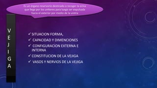 V
E
J
I
G
A
 SITUACION FORMA,
 CAPACIDAD Y DIMENCIONES
 CONFIGURACION EXTERNA E
INTERNA
 CONSTITUCION DE LA VEJIGA
 VASOS Y NERVIOS DE LA VEJIGA
Es un órgano reservorio destinado a recoger la orina
que llega por los uréteres para luego ser expulsada
hacia el exterior por medio de la uretra
 