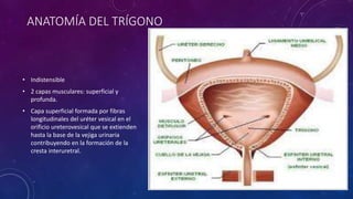 ANATOMÍA DEL TRÍGONO
• Indistensible
• 2 capas musculares: superficial y
profunda.
• Capa superficial formada por fibras
longitudinales del uréter vesical en el
orificio ureterovesical que se extienden
hasta la base de la vejiga urinaria
contribuyendo en la formación de la
cresta interuretral.
 