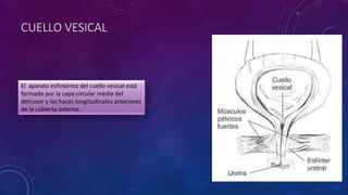 CUELLO VESICAL
El aparato esfintérico del cuello vesical está
formado por la capa circular media del
detrusor y los haces longitudinales anteriores
de la cubierta externa.
 