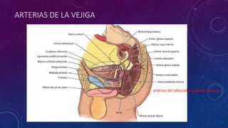 ARTERIAS DE LA VEJIGA
arterias del obturador y glútea inferior
 