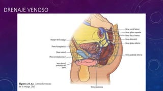DRENAJE VENOSO
 