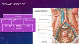 DRENAJE LINFÁTICO
Tres niveles
Subab
Submucoso
venti
Muscular
Cia
Perivesical
Drenan los ganglios iliacos
externos
 