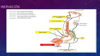 INERVACIÓN
 