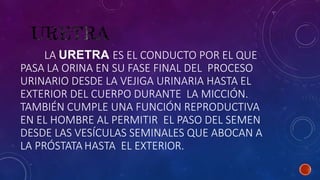 LA URETRA ES EL CONDUCTO POR EL QUE
PASA LA ORINA EN SU FASE FINAL DEL PROCESO
URINARIO DESDE LA VEJIGA URINARIA HASTA EL
EXTERIOR DEL CUERPO DURANTE LA MICCIÓN.
TAMBIÉN CUMPLE UNA FUNCIÓN REPRODUCTIVA
EN EL HOMBRE AL PERMITIR EL PASO DEL SEMEN
DESDE LAS VESÍCULAS SEMINALES QUE ABOCAN A
LA PRÓSTATAHASTA EL EXTERIOR.
 