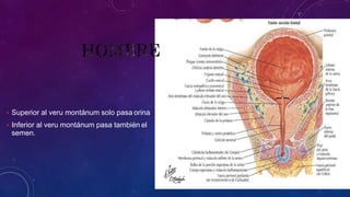  Superior al veru montánum solo pasa orina
 Inferior al veru montánum pasa también el
semen.
 